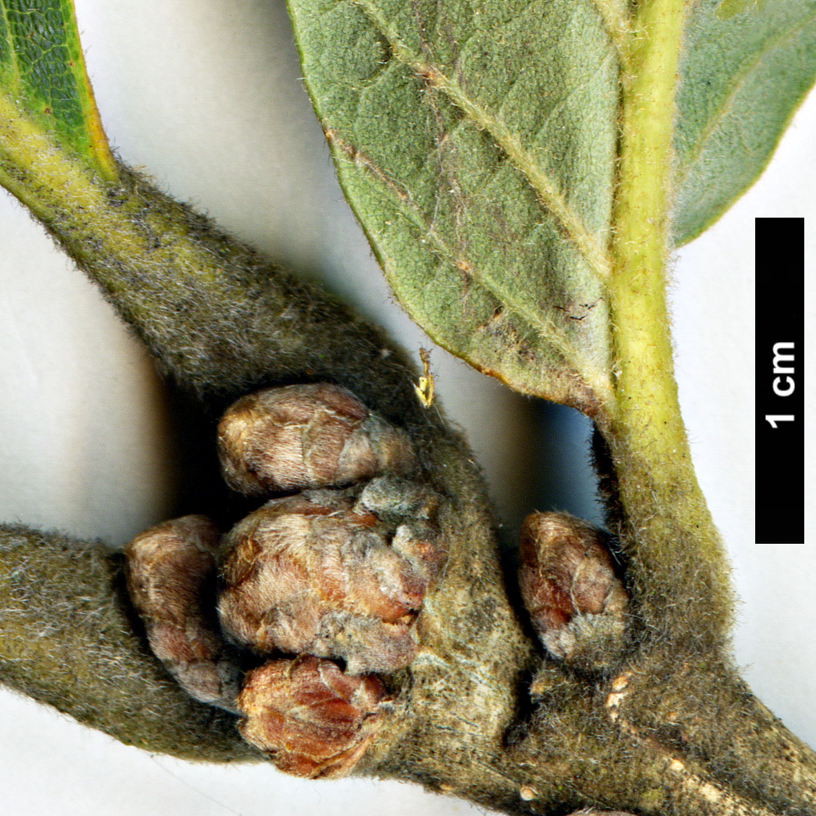 High resolution image: Family: Fagaceae - Genus: Quercus - Taxon: dentata - SpeciesSub: subsp. yunnanensis